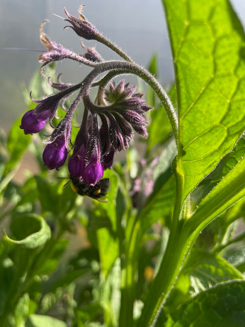 natural treatment for muscle strain - Nepeta