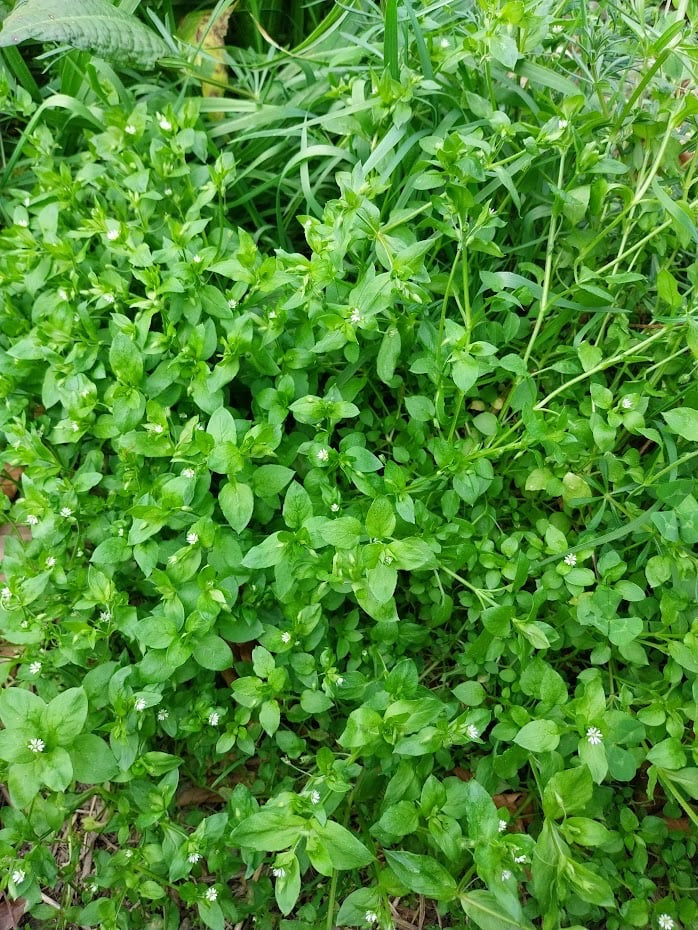 Rash Rescue Salve - Nepeta - natural treatment for nappy rash