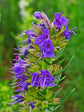 Cough Syrup for wet cough