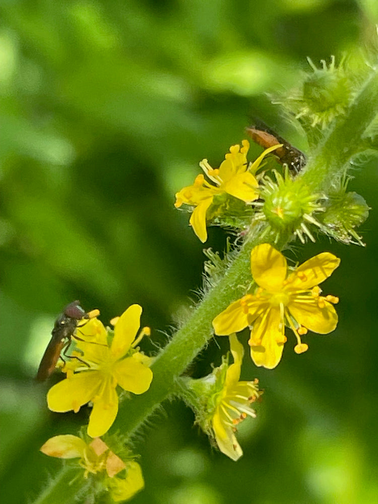 Digestive Repair Tea - Nepeta natural treatment for gut inflammation