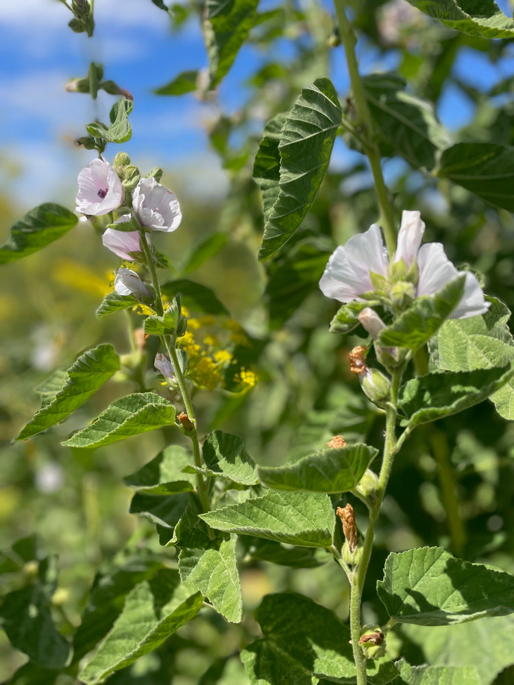 Digestive Repair Tea - Nepeta natural treatment for gut inflammation