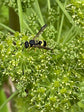Digestive Bitters - Nepeta natural treatment for indigestion