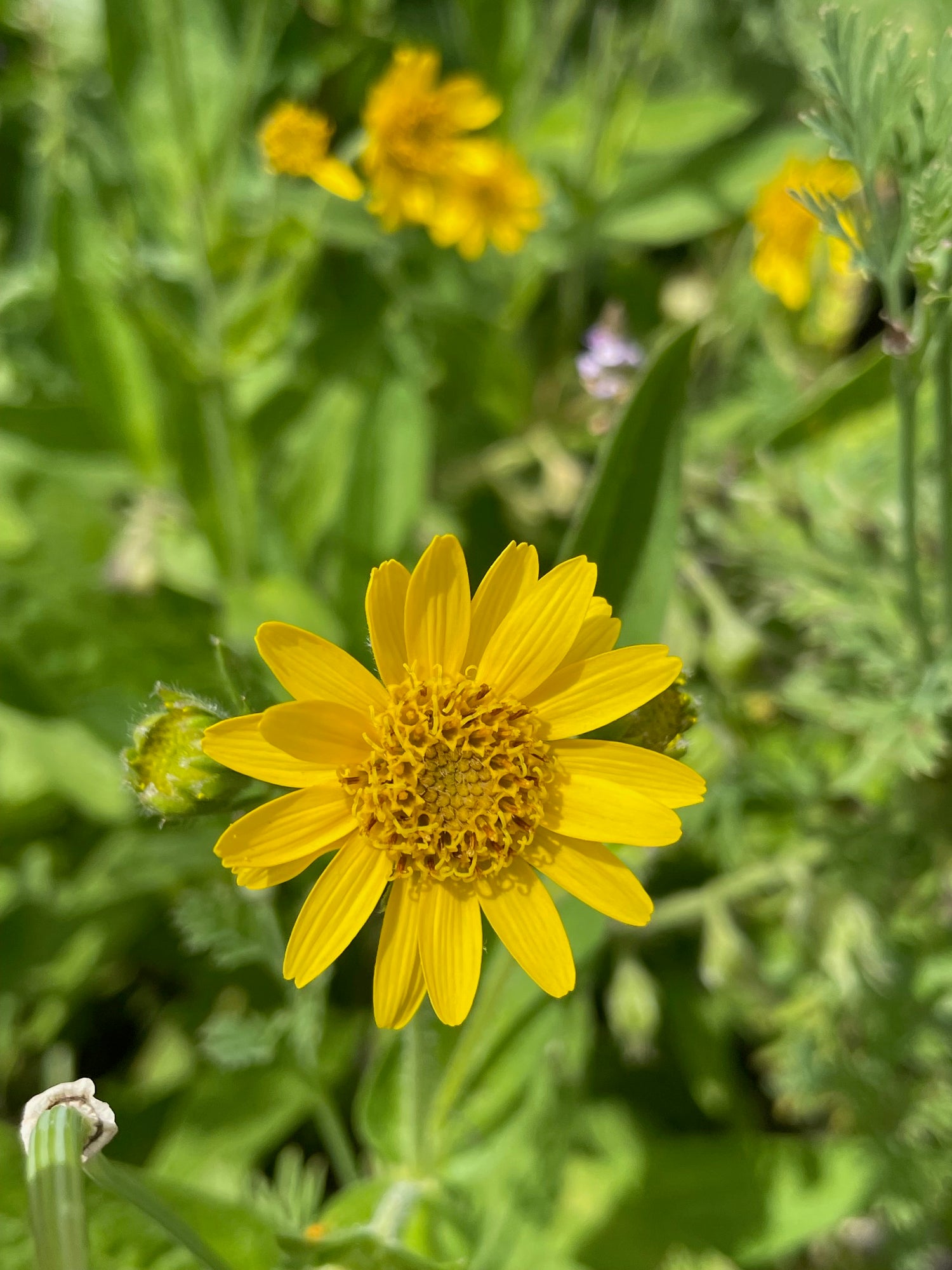 Oops a Daisy Salve - Nepeta -  natural treatment for muscle strain