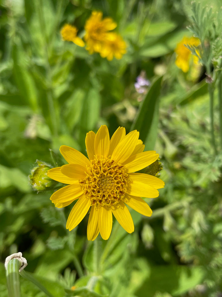 Oops a Daisy Salve - Nepeta -  natural treatment for muscle strain