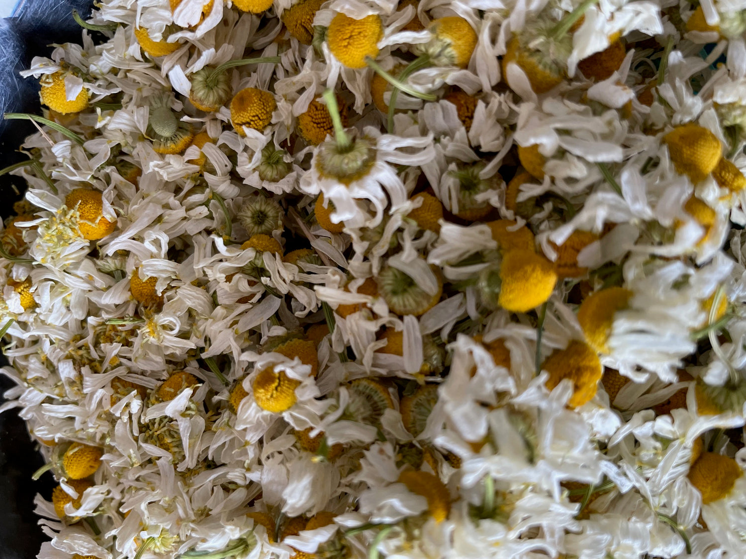 Cleansing Tea - Nepeta natural ways to detox your body