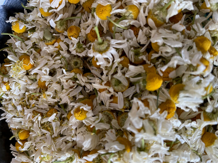 Cleansing Tea - Nepeta natural ways to detox your body