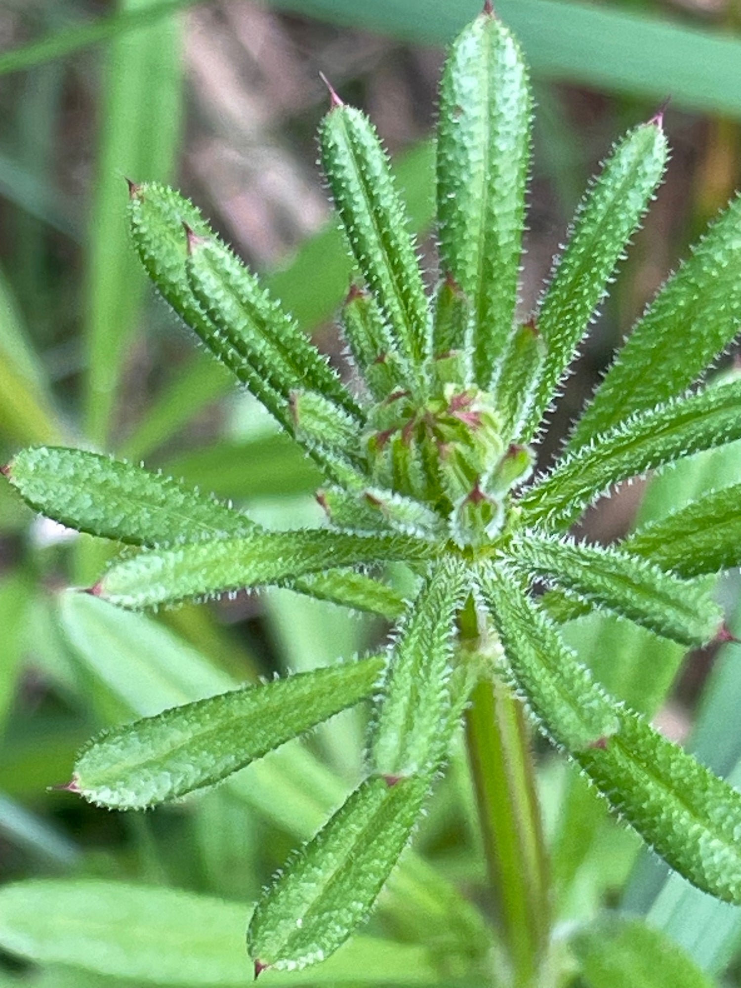 Cleansing Tea - Nepeta natural ways to detox your body