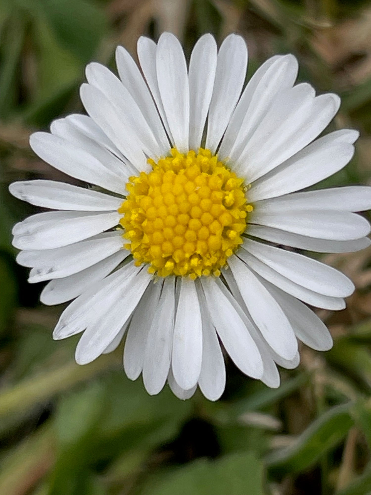 Oops a Daisy Salve - Nepeta -  natural treatment for muscle strain