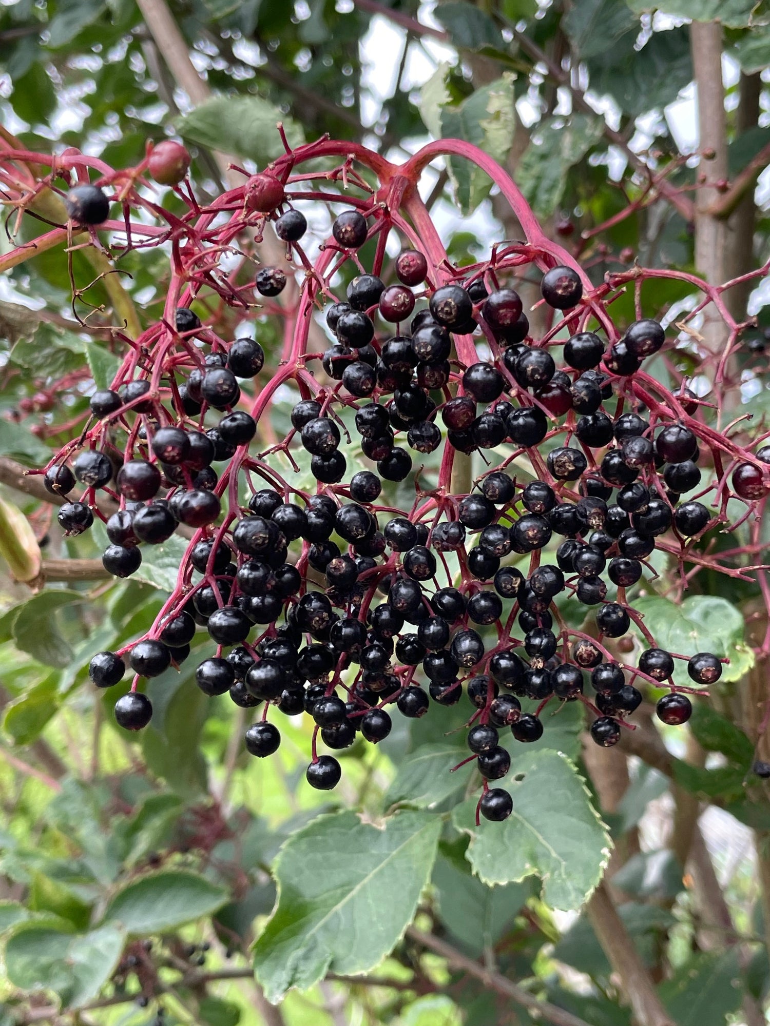 Beat the Bugs syrup - Nepeta natural immune support