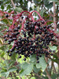 Beat the Bugs syrup - Nepeta natural immune support