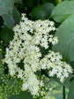 Seasonal Allergy Tea - Nepeta - natural remedy for hay fever