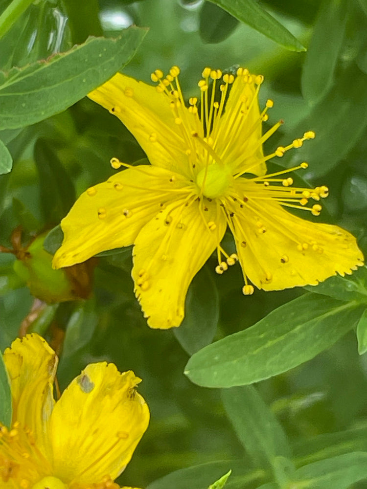  natural treatment for muscle strain - Nepeta 