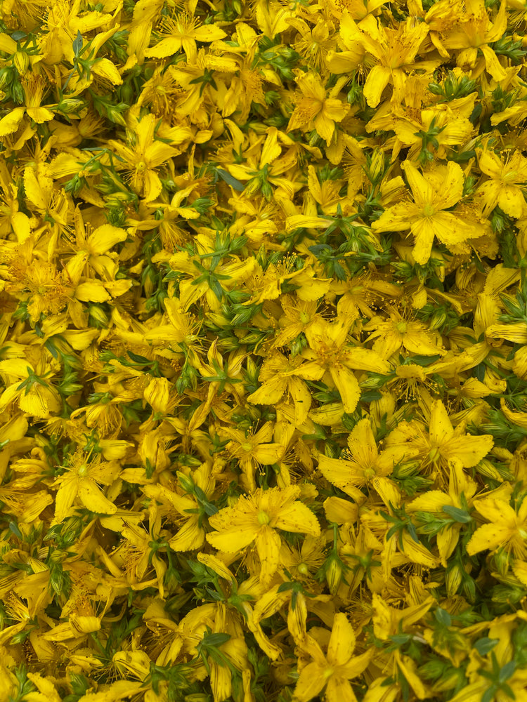 Healing oil - Nepeta - best oil to help with scars 