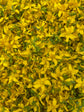 Healing oil - Nepeta - best oil to help with scars 
