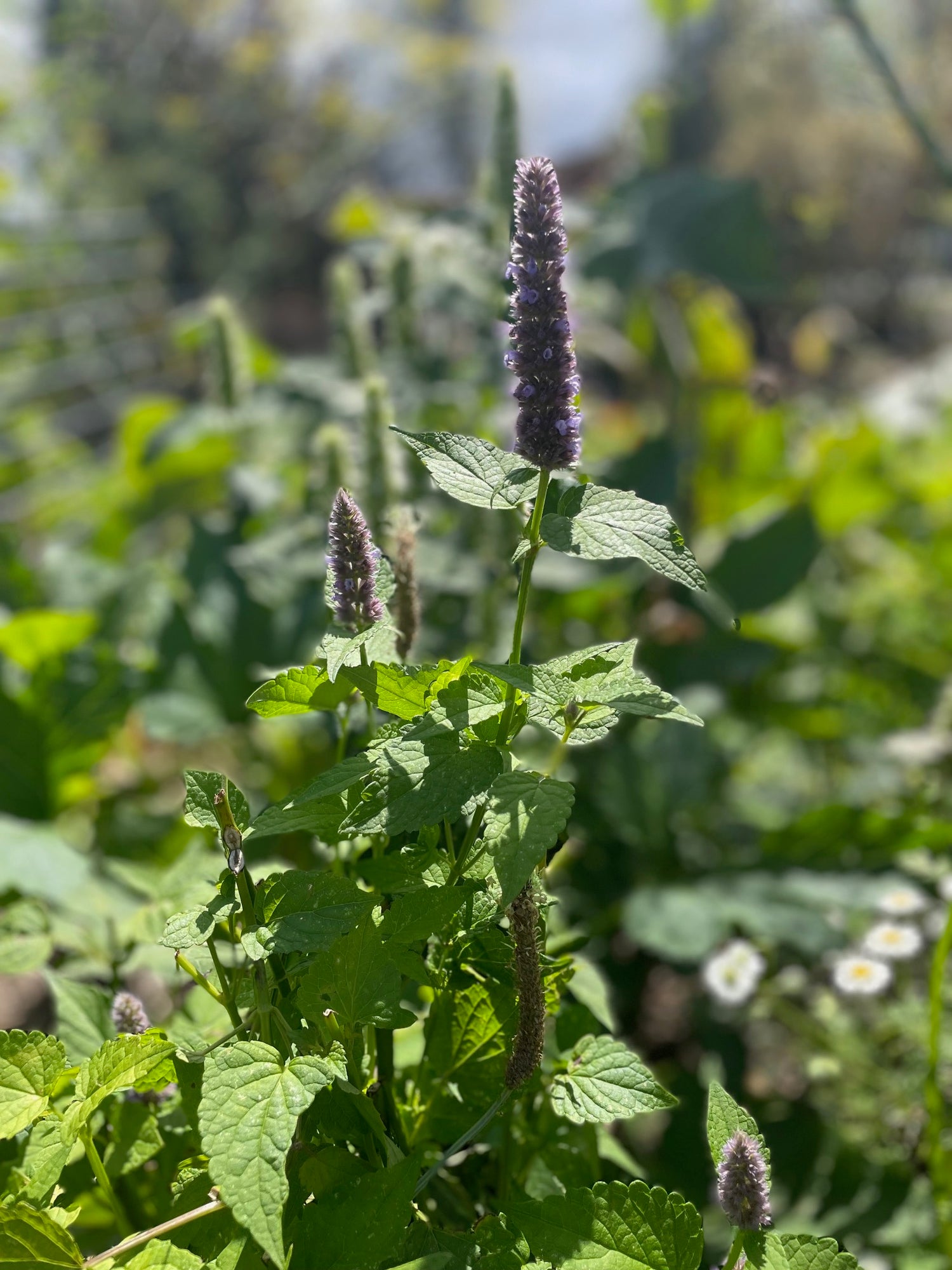 This Is Mint! Tea - Nepeta peppermint tea