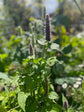This Is Mint! Tea - Nepeta peppermint tea