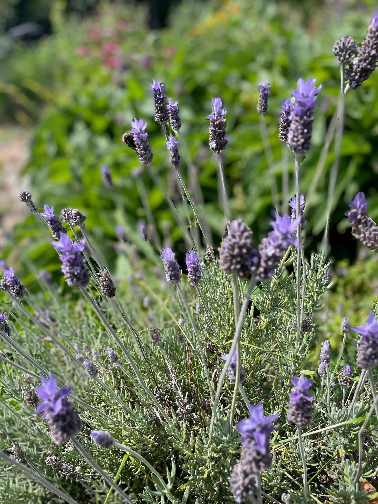 Relax-Me Tea - Nepeta - natural treatment for stress