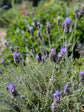 Relax-Me Tea - Nepeta - natural treatment for stress