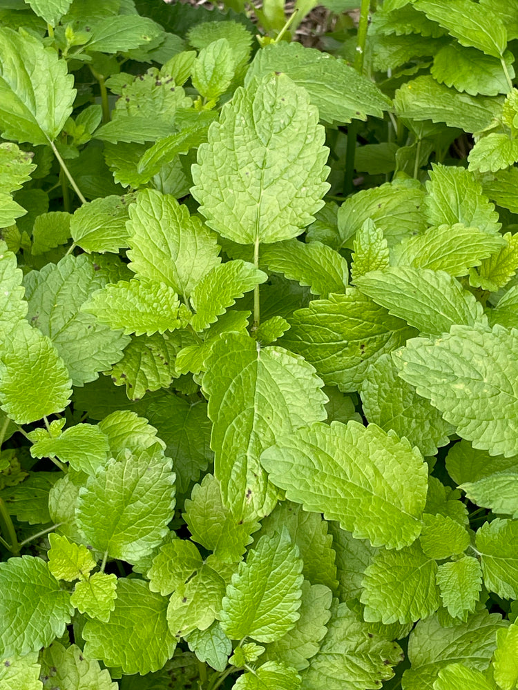 Teething Calm drops - Nepeta - natural teething remedy
