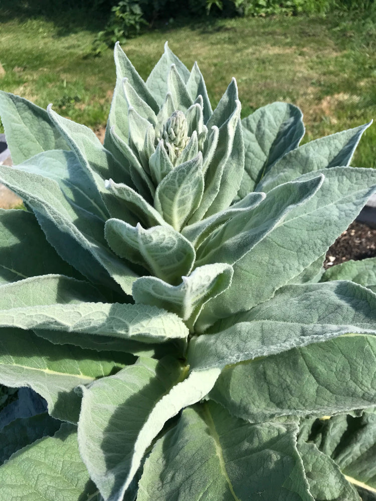 Cough Syrup for dry cough - Nepeta 