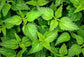 Seasonal Allergy Tea