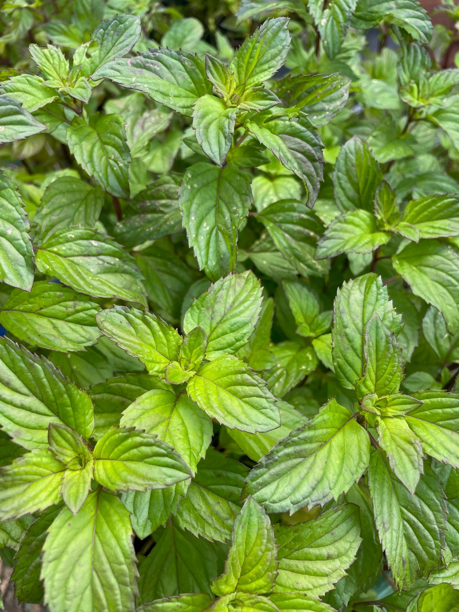 This Is Mint! Tea - Nepeta peppermint tea