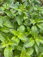 This Is Mint! Tea - Nepeta peppermint tea