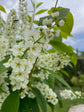 Cough Syrup for dry cough - Nepeta 
