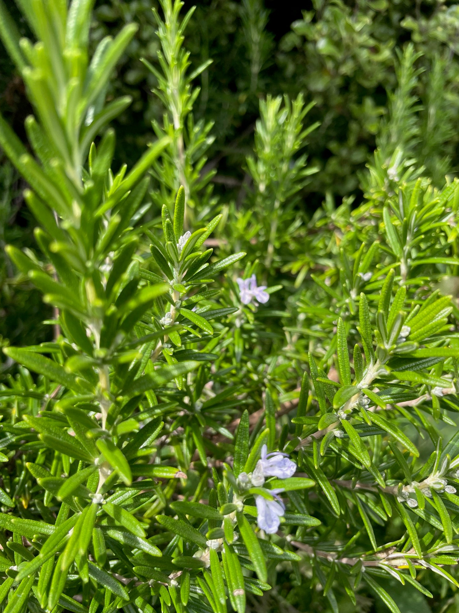 Joint pain Salve - Nepeta 