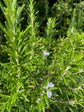 Joint pain Salve - Nepeta 