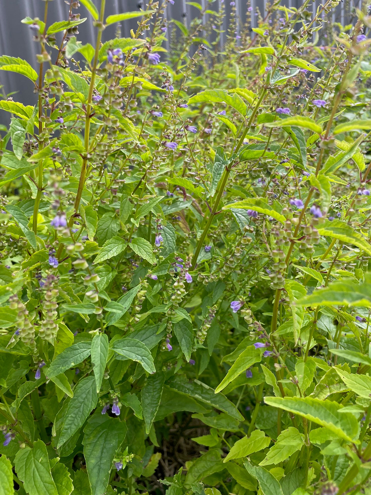Seasonal Allergy Tea - Nepeta - natural remedy for hay fever