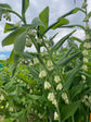 Tendonitis Salve - Nepeta topical pain relief for tendonitis