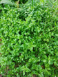 Rash Rescue Salve - Nepeta - natural treatment for nappy rash