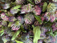 Cleansing Tea - Nepeta natural ways to detox your body