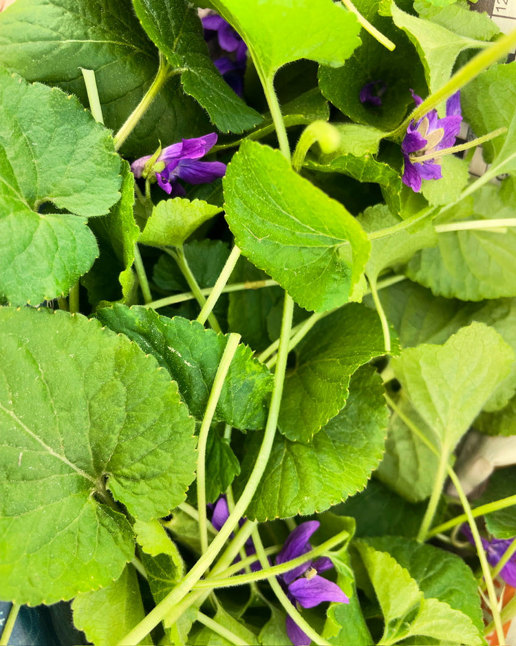 Cleansing Tea - Nepeta natural ways to detox your body