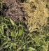 Seasonal Allergy Tea - Nepeta - natural remedy for hay fever