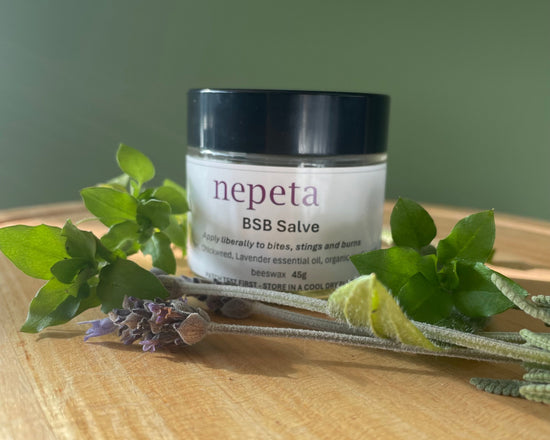 Jar of nepeta BSB Salve surrounded by green leaves and lavender on a wooden surface.