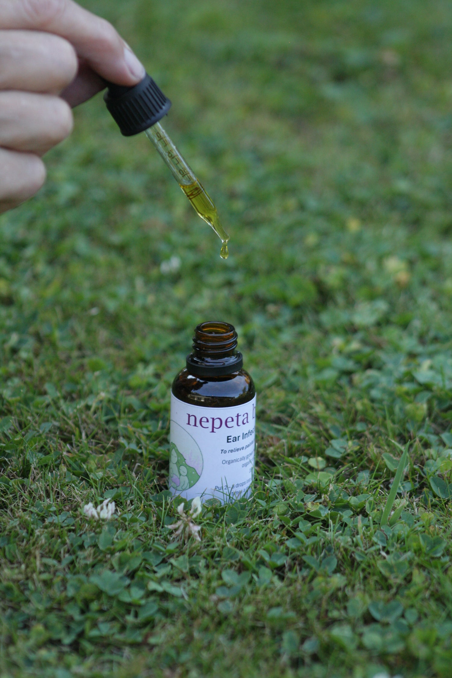 Ear Oil - Nepeta 